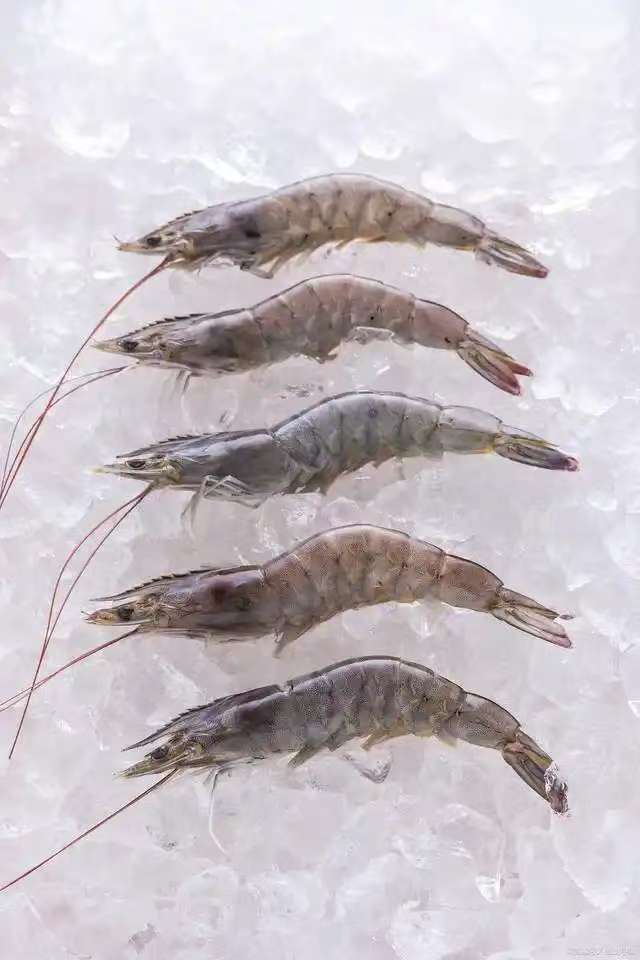南美白虾