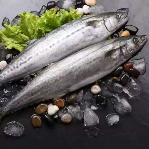 马鲛鱼