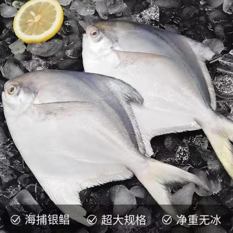 银鲳
